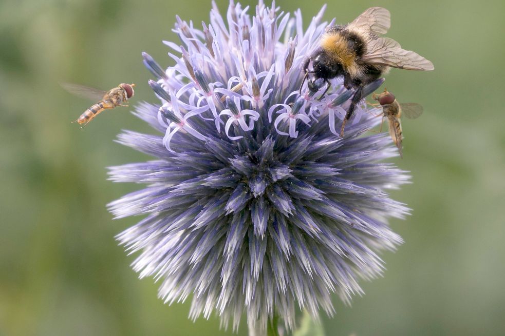 Auch die Kugeldistel gehört zu den Pflanzen, die im August blühen. Ihre stachelig-runden Blüten sind ein Hingucker. dpa-Bild: Tschauner