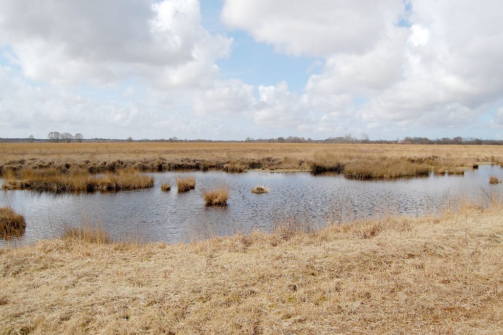 Das Naturschutzgebiet „Ewiges Meer“ gilt als größtes und bedeutendstes Moorgebiet Ostfrieslands. Archivbild: Luppen