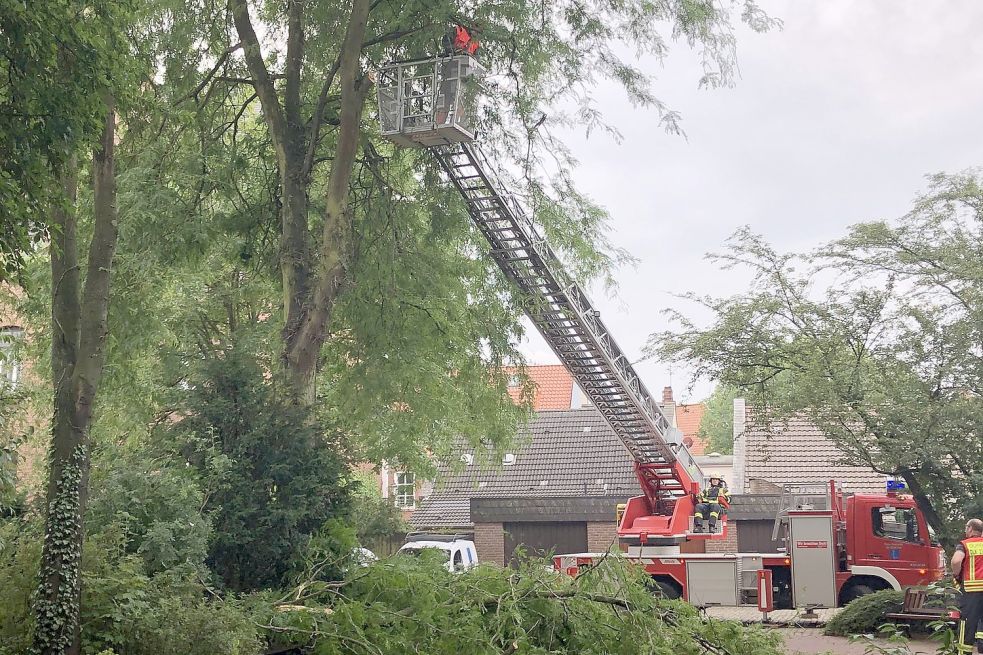 Einsatzkräfte der Stadtfeuerwehr Leer schnitten große Äste aus einer Weide, die im Rathausinnenhof steht. Bild: Wieking