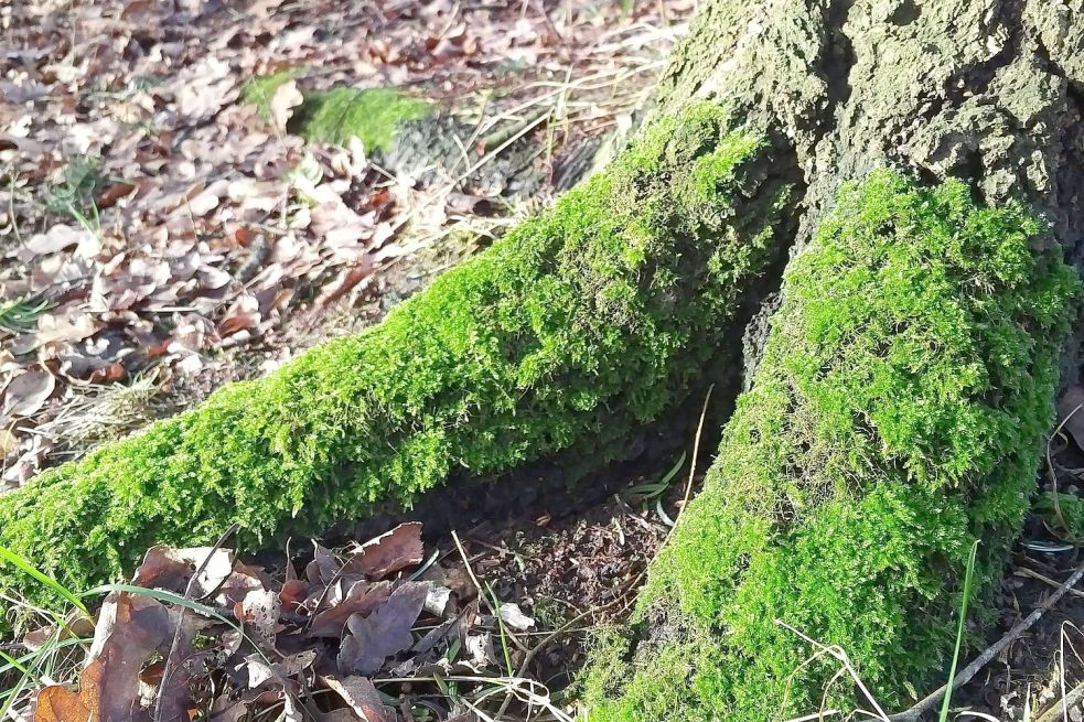 Nach dem Tod zwischen den Wurzeln von Bäumen begraben werden – für viele eine friedliche Vorstellung.