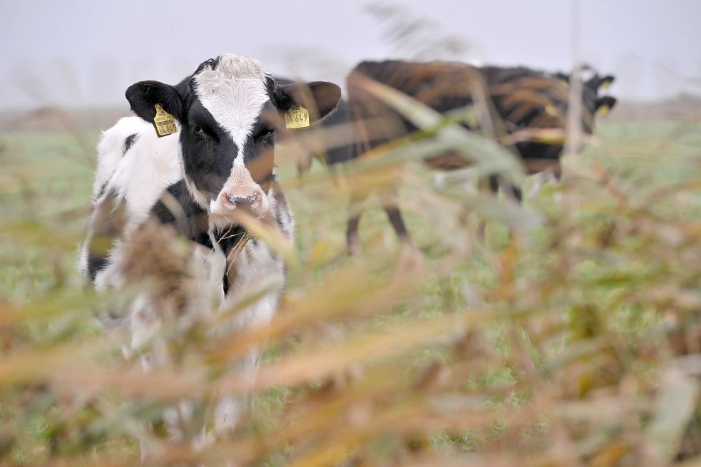 Landwirtschaft: Grünland und Viehhaltung. Bild: Ortgies