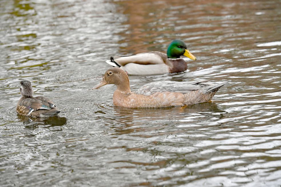 Der Neuankömmling ist etwas größer als eine Stockente. Bild: Ortgies