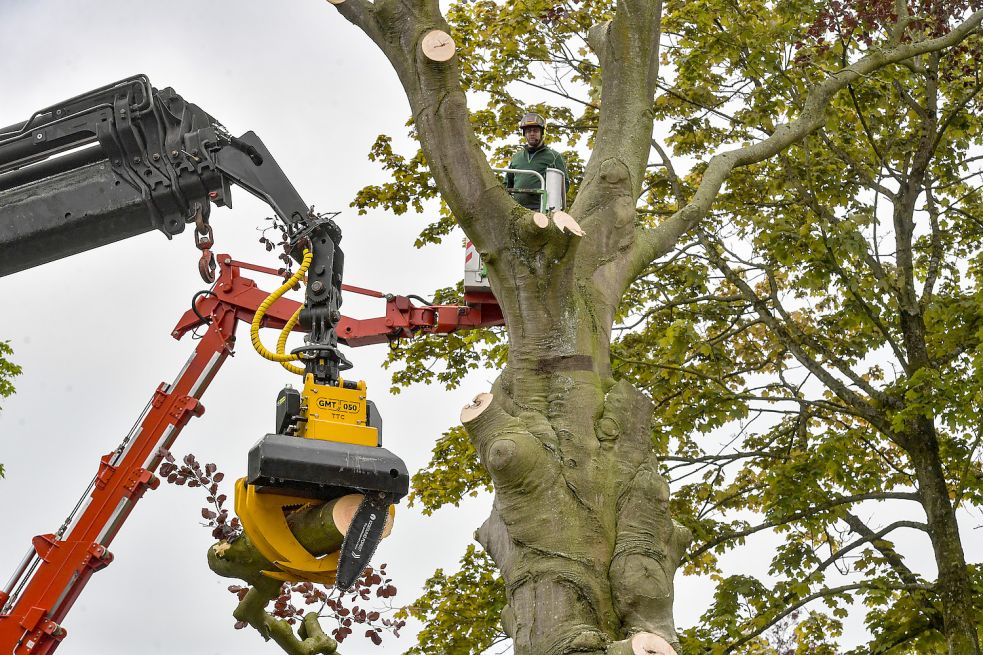 Mit dem Fällkran können per Fernbedienung Äste gegriffen und abgesägt werden.