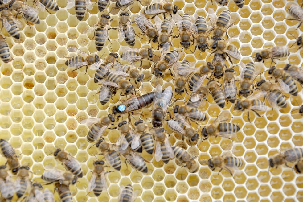 Diese Königin ist mit einem Punkt und der „24“ markiert. Direkt neben ihr ist eine männliche Drohne. Die ist deutlich größer als die restlichen Bienen. Foto: Ullrich
