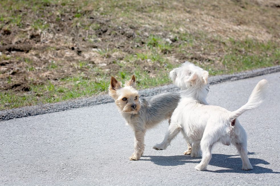 Eine Fläche, auf der Hunde frei laufen können, wünschen sich viele Wiesmoorer schon lange. Vorerst wird aber weiter nach passenden Flächen gesucht. Foto: Pixabay