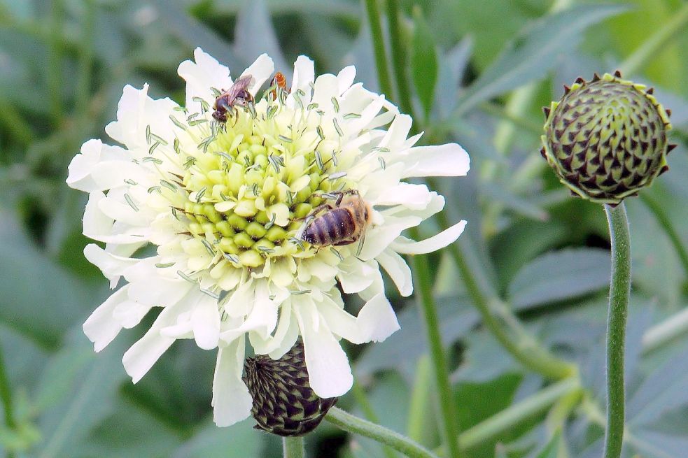 Der große Schuppenkopf ist bei den Bienen sehr beliebt. Foto: pixabay.com