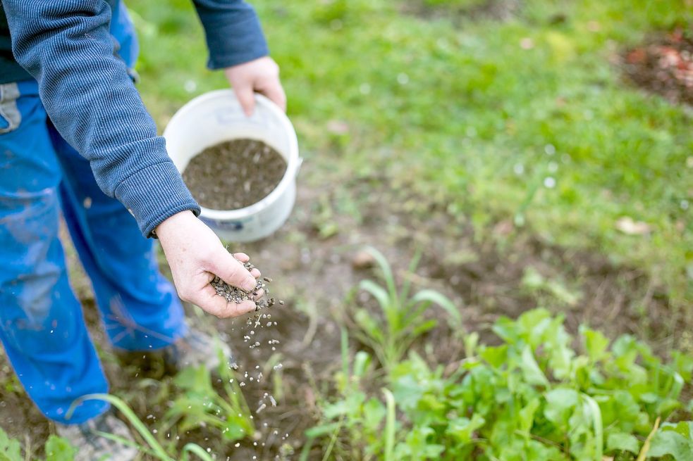 Dünger sparsam und nahe den Pflanzen verteilen – das fördert gutes Wachstum. Foto: Khaligo/adobestock.com