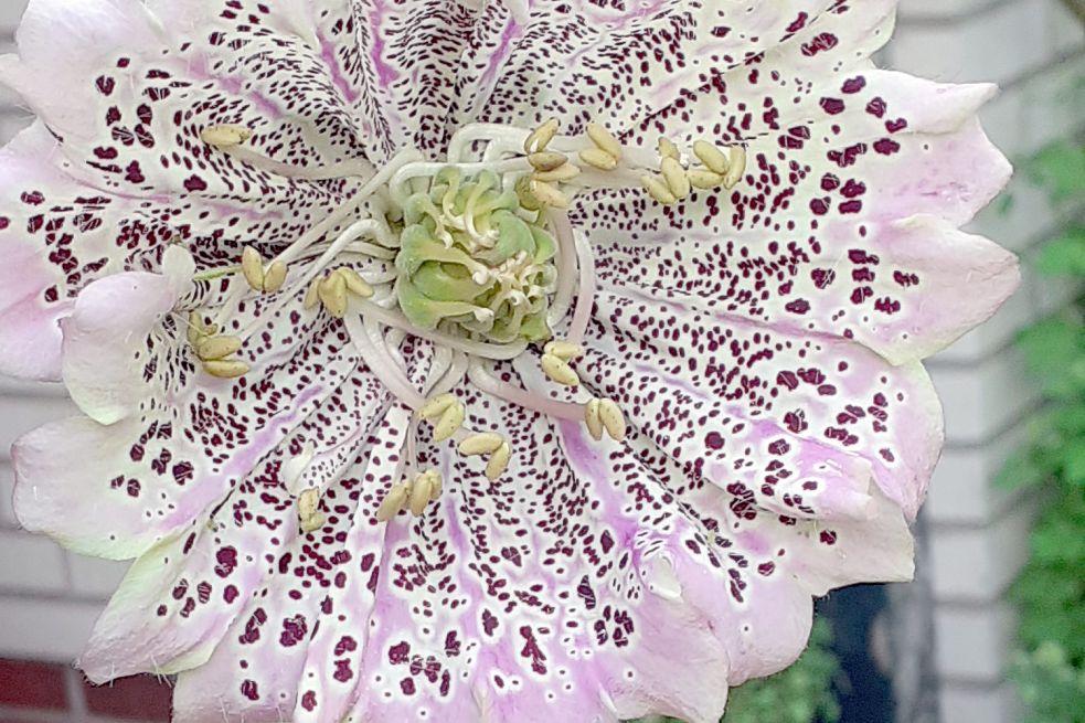Diese sonderbare, runde Blüte hat ein Fingerhut im Garten von Hermine Mahr ausgebildet. Foto: privat