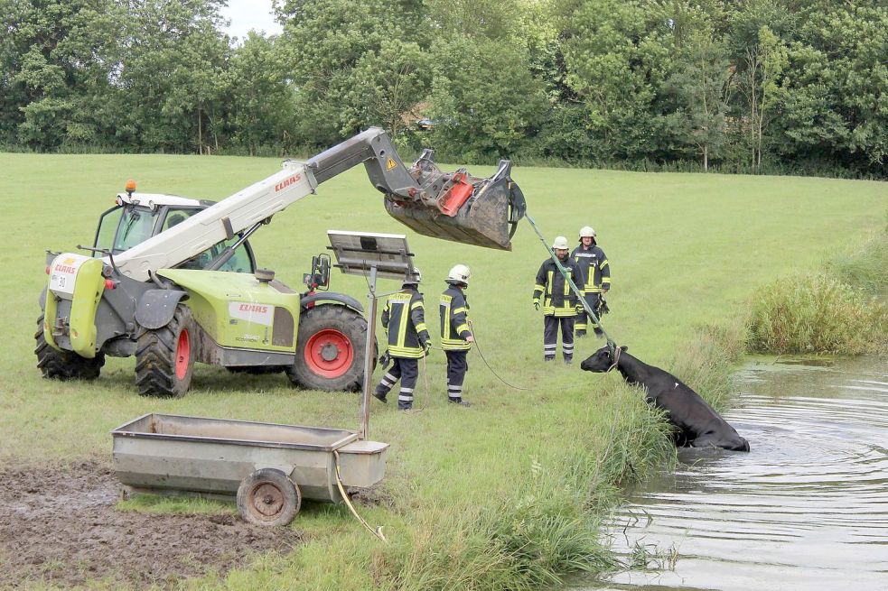 Mit einem Teleskoplader wurde die Kuh aus dem Uttumer Tief gezogen. Fotos: Feuerwehr