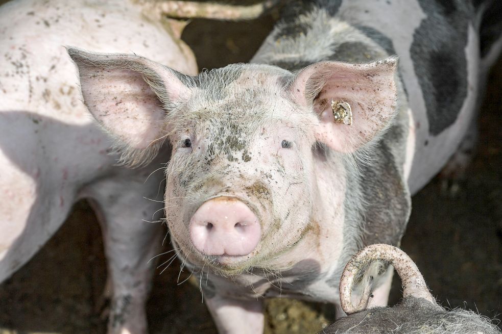 Schweine sind sehr neugierig. Sie mögen kein reizarmes Umfeld, sondern lieben es, mit ihren Rüsseln in der Erde auf Erkundungsreise zu gehen.