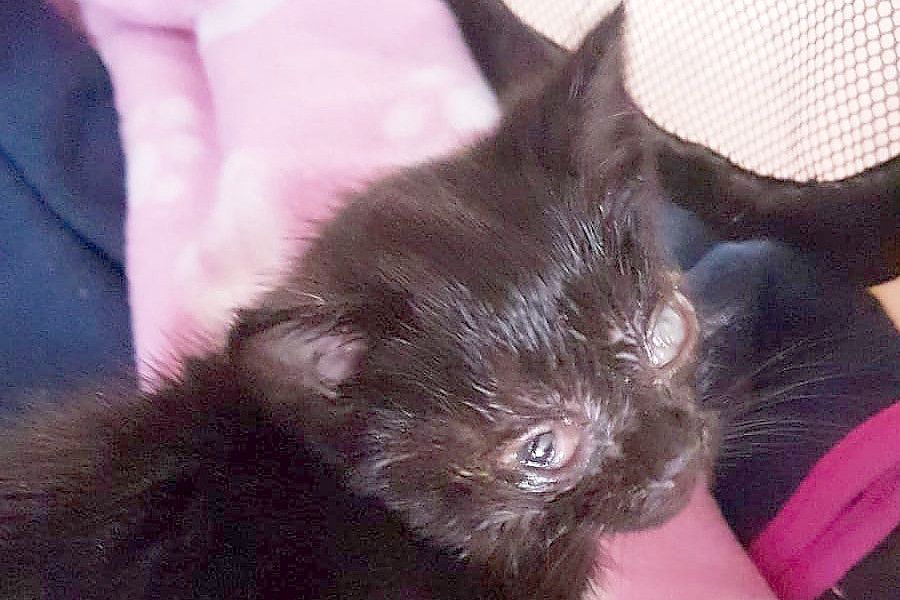 Viele Kitten werden auch krank zu den Tierschutzorganisationen gebracht. Sie brauchen viel Pflege. Foto: Streunerkatzen Rheiderland