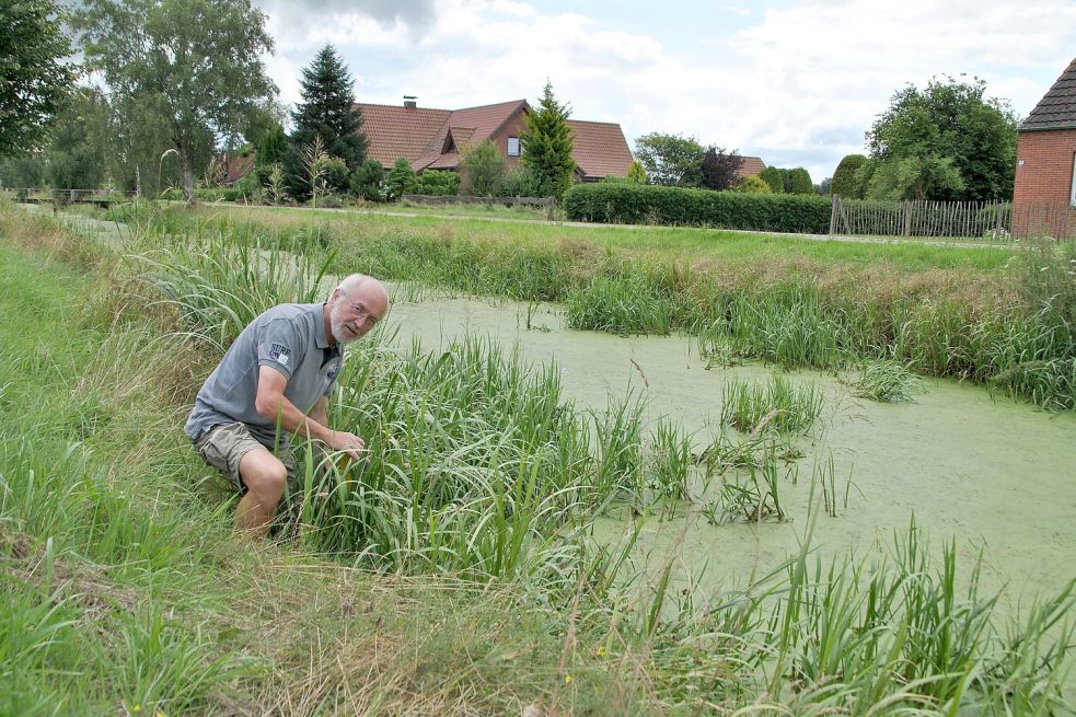 Dicke grüne Suppe: Nabu-Sprecher Helmut Hanssen an der mit Schilf und Wasserlinsen zugewachsenen Luisenwieke. Foto: Schönig