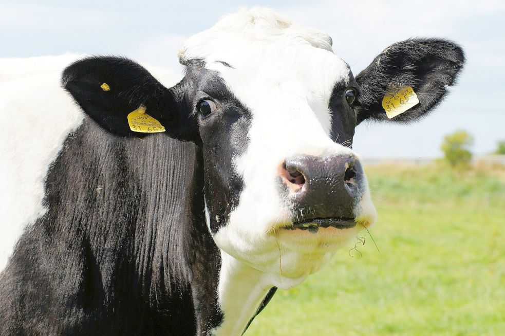 Milchkühe müssen regelmäßig gemolken werden, sonst entzündet sich das empfindliche Euter. Symbolfoto: Pixabay