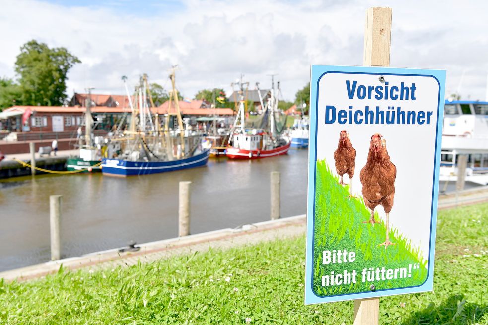 Gut zu erkennen: Die Greetsieler Deichhühner haben unterschiedlich lange Beine – und sind mit anderen „Fabelwesen“ verwandt. Foto: Wagenaar