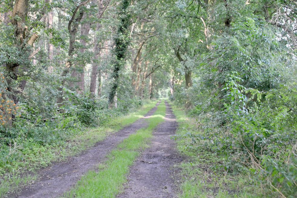 Der Hopelser Wald bietet den Wiesederfehnkern Natur und Erholung vor der Haustür. Foto: Schönig