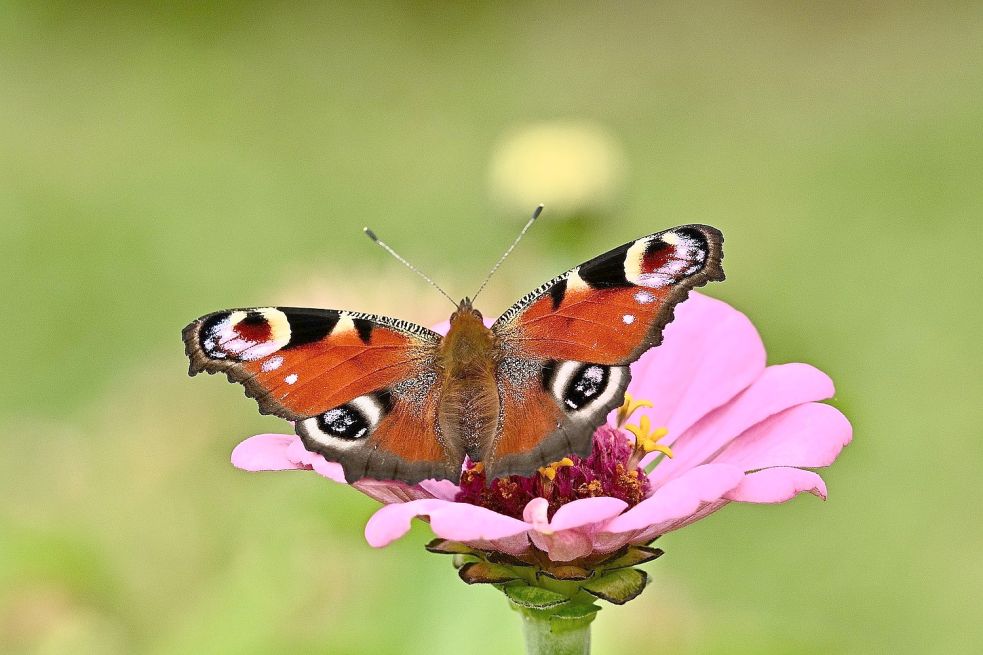 Mit nektarreichen Blüten kann man Schmetterlinge in den eigenen Garten locken. Foto: pixabay.com