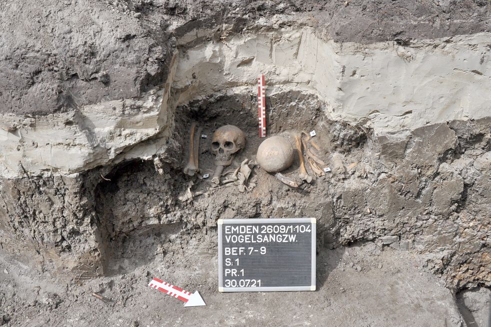 Im festen Kleiboden waren die Schädel und Knochen von Mitarbeitern eines Bauunternehmens gefunden worden. Foto: Ostfriesische Landschaft