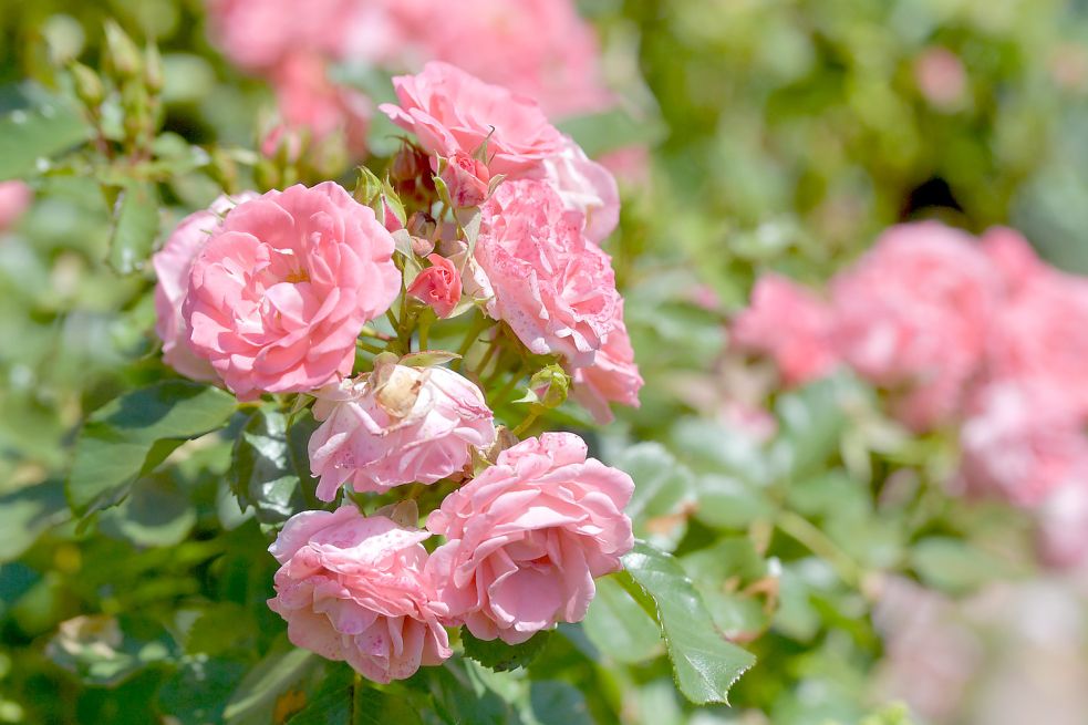 Wird die Rose noch mal blühen? Das fragt sich die Autorin. Foto: Ortgies