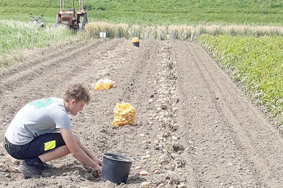 Bei der Ernte der Muuskes ist Handarbeit angesagt. Erntehelfer David Grotjan sammelt die Kartoffeln per Hand auf. Foto: Privat