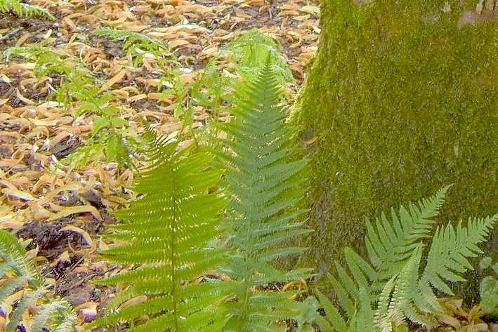 Der „Linden-Begräbnishain“ wurde so naturnah wie möglich gestaltet. Fotos: Hanssen