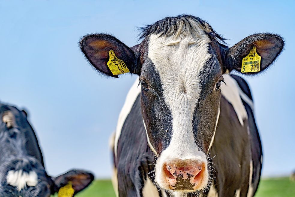 Um sie geht es: Wer sich für eine gute Haltung von Kühen einsetzen will, muss beim Milcheinkauf Acht geben. Foto: Pixabay