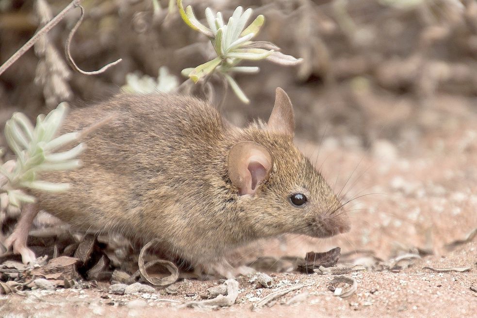 Aus die Maus so wird man Nagetiere im Garten los