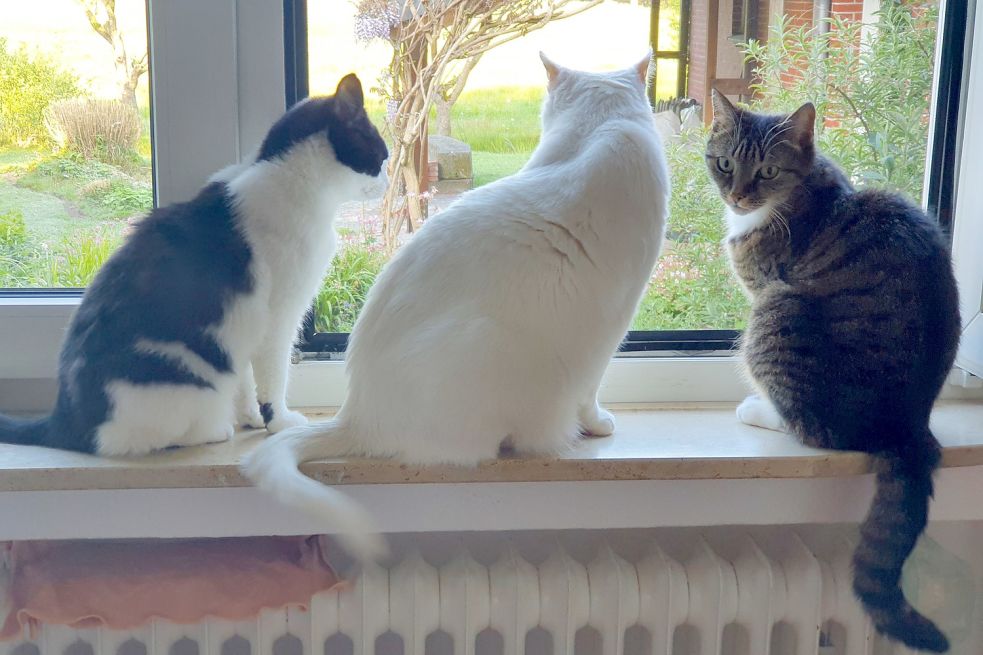 Wer Katzen in der Wohnung hält, sollte immer ein Auge auf sie haben, wenn zum Lüften Fenster geöffnet oder auf Kipp gestellt werden. Foto: Gettkowski