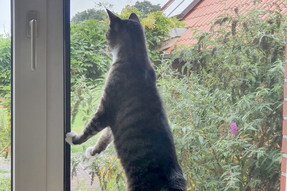 Viele Katzen, die im Haus leben, haben das Bedürfnis, nach draußen zu gelangen. Foto: Gettkowski