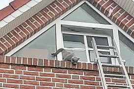 Mit dem Hinterbein war die Katze im Dachfenster eingeklemmt. Foto: Wolters