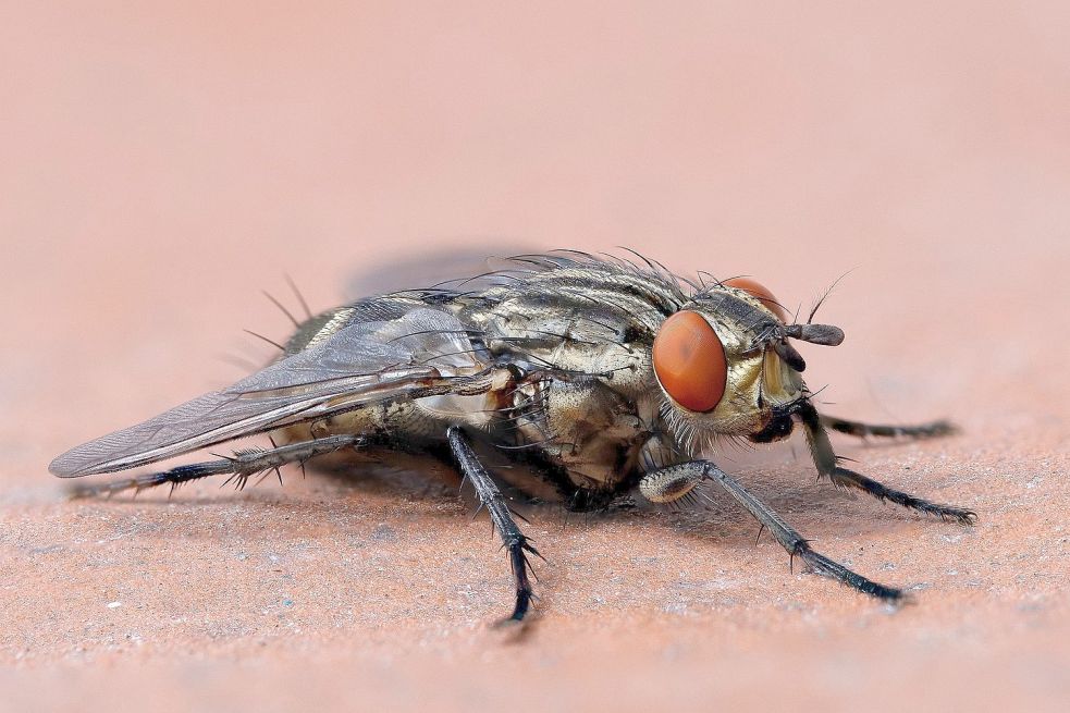 Mit kleinen Bauernhöfen sind die Fliegen verschwunden. Foto: pixabay.com