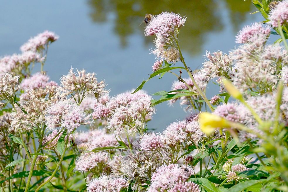 Blüten des Dost, auch Wilder Majoran genannt. Foto: Lüppen