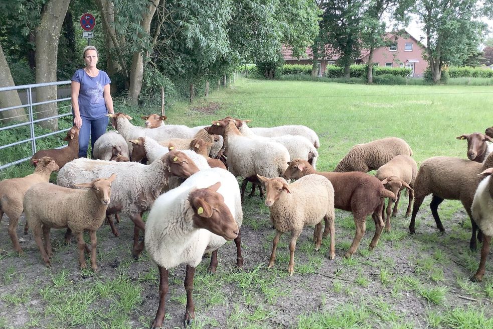Eva Wachtendorf hält ihre Schafe jetzt nur noch auf einer Weide in der Nähe ihres Hauses. Foto: Boschbach