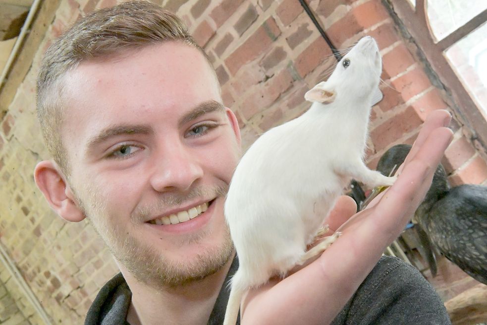 Auch wenn es so aussieht: Die Ratte auf der Hand von Bram van Leeuwen schnuppert nicht. Sie ist ein Präparat. Foto: Ortgies