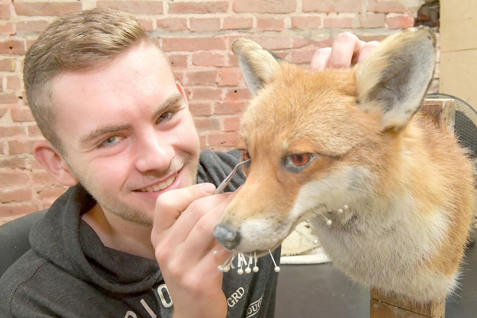 Mit den Nadeln in der Maulspalte dieses Fuchses verhindert Bram van Leeuwen, dass sich in dem Bereich die Haut zusammenzieht. Foto: Ortgies