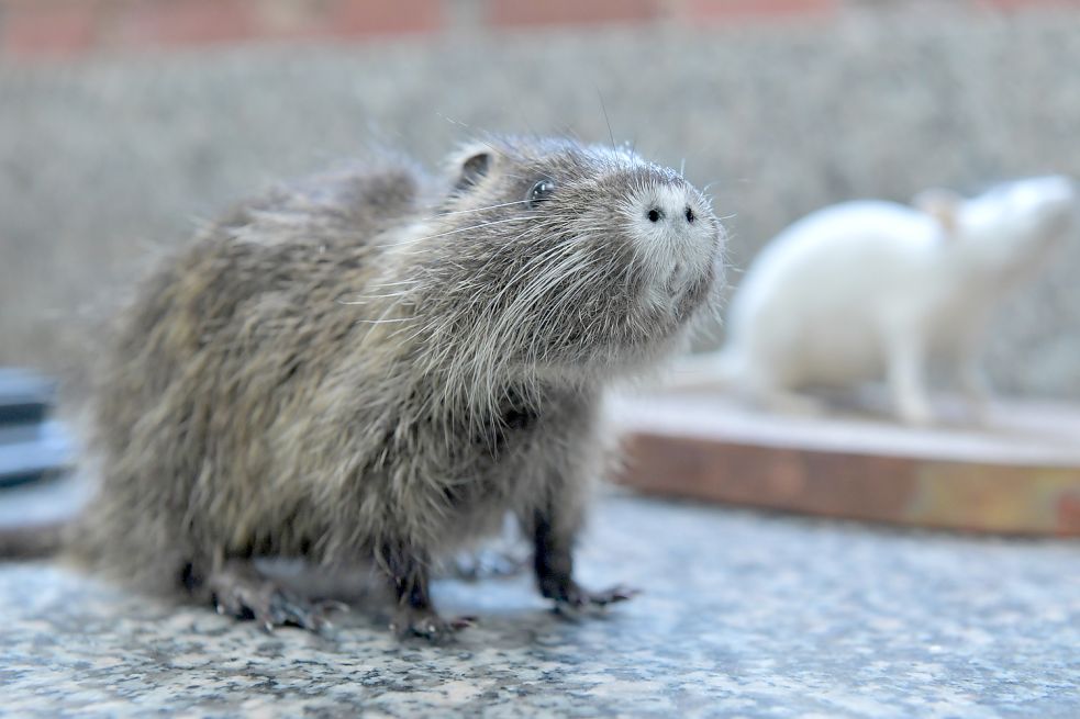 Ein junges Nutria hat Bram van Leeuwen auch präpariert. Foto: Ortgies