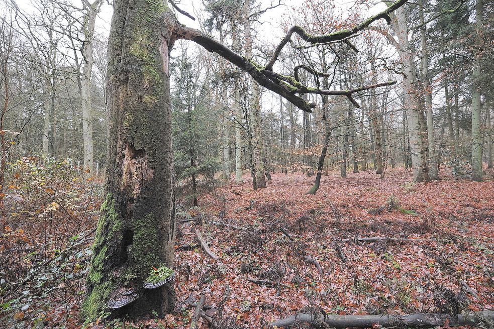 Unter Bäumen soll man in Aurich seine letzte Ruhe finden können. Foto: Archiv/Ortgies