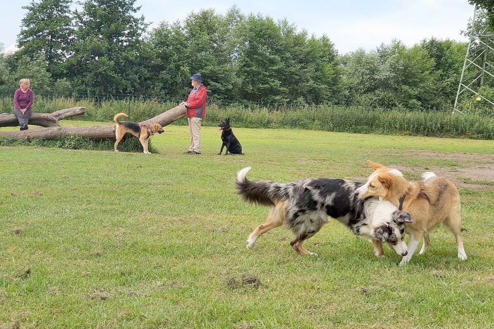 Auf der dann eingezäunten Freilauffläche können Hunde dann wie auf dem Bild in Papenburg miteinander spielen. Foto: Gettkowski