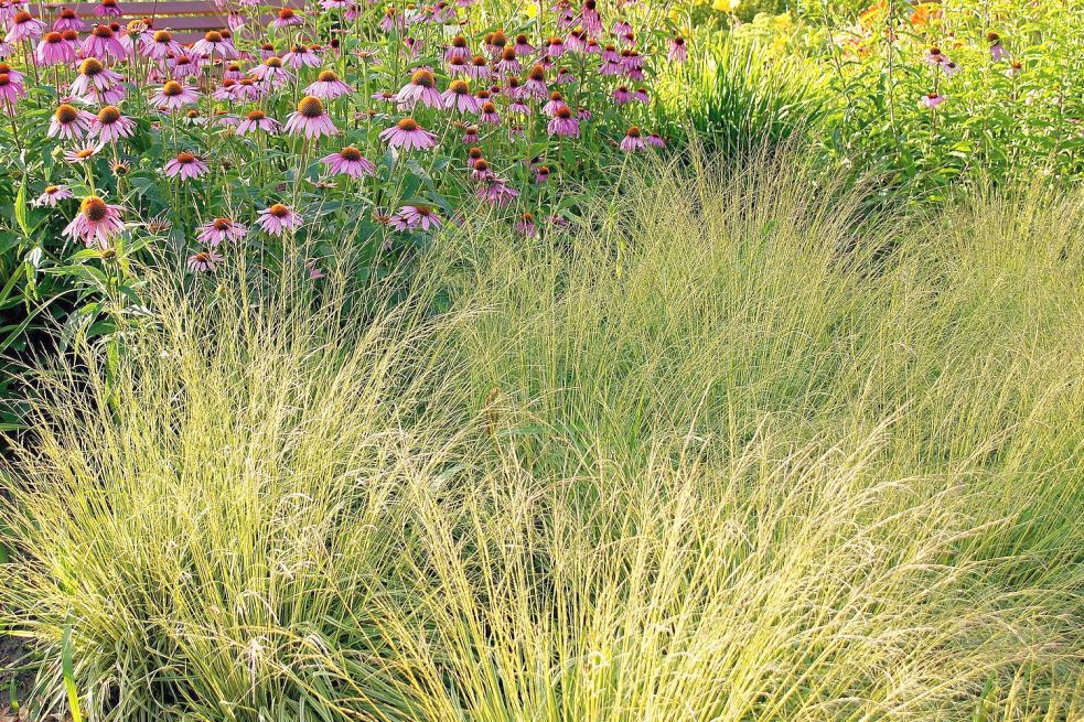 Molinia mit leuchtend gelber Herbstfärbung. Foto: stockadobe.com