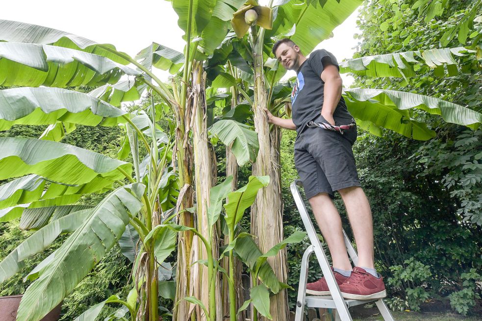Tobias Bonte muss schon auf eine Leiter steigen, um an die Blüte heranzukommen. Die Wedel schneidet er im Herbst zurück – sie treiben jedes Jahr aufs Neue aus. Foto: Ortgies