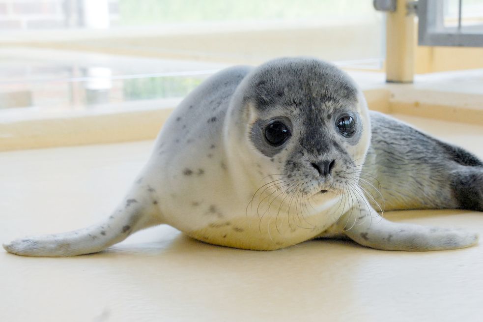 Vergleichsweise wenig Heuler mussten in Norddeich aufgepäppelt werden. Dies ist einer davon. Foto: Seehundstation Norddeich