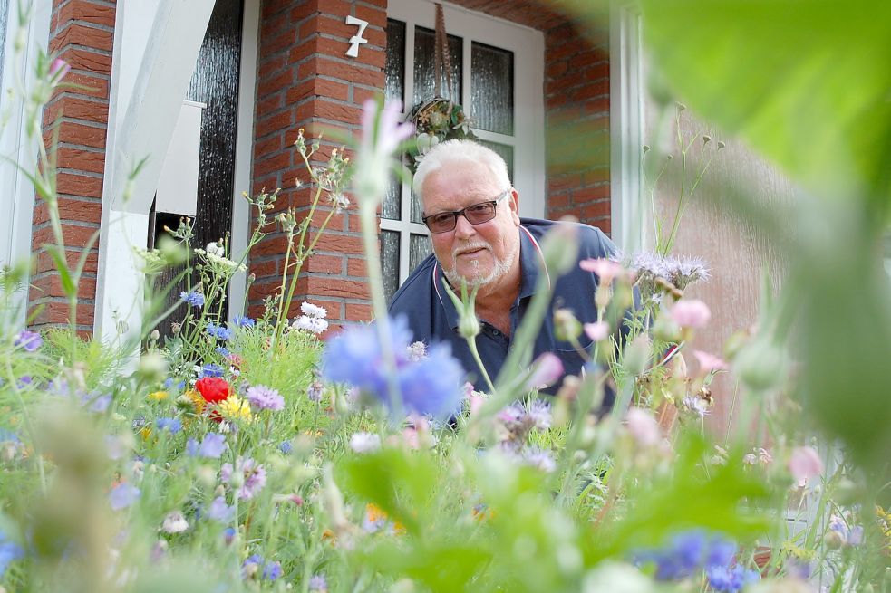 Es blüht und brummt: Manfred Harms hat in seinem Vorgarten Buchsbaumhecken durch Wildblumen ersetzt. Foto: Päschel