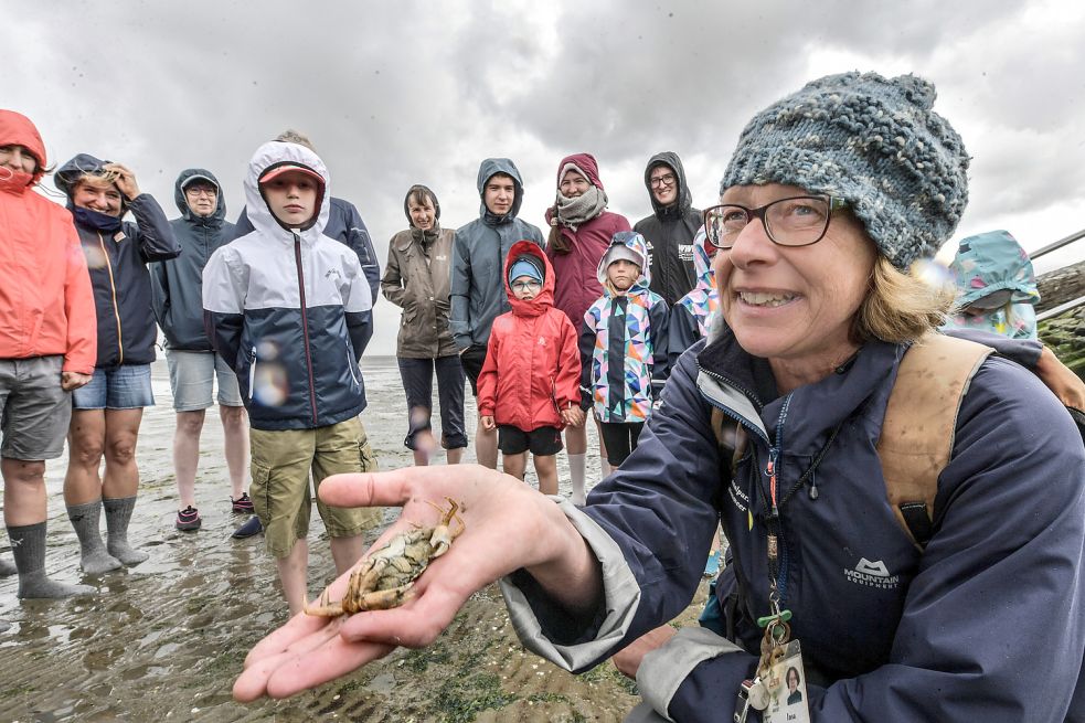 Bei Wattwanderungen werden den Teilnehmern auch einige typische Wattbewohner vorgestellt. Hier zeigt Wattführerin Insa Steffens einen Krebs. Foto: Ortgies