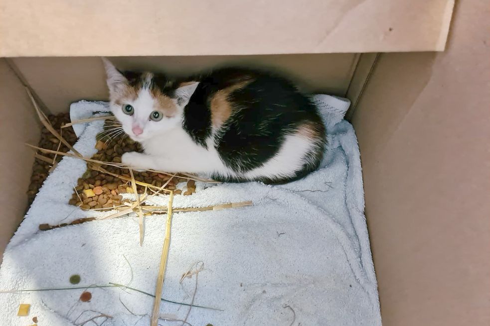 Tierheimmitarbeiterin Silke Heilig fand dieses völlig verängstigte Kätzchen, in dem Karton, der am Mittwoch vorm Tierheim abgestellt wurde. Von den drei Geschwistern, die sich ebenfalls darin befunden haben sollen, fehlt jede Spur. Foto: Privat