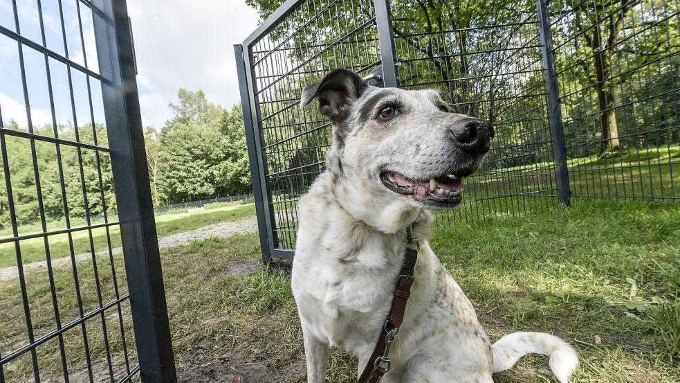 „Darf ich jetzt rein?“ Mischlingsdame Mausi wartet auf das Startsignal ihres Besitzers. Sie besuchte am Montag erstmals die Hundefreilauffläche im Julianenpark in Leer. Foto: Ortgies