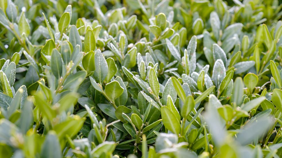 Wird der Buchs noch mal so schön grün? Foto: Ortgies