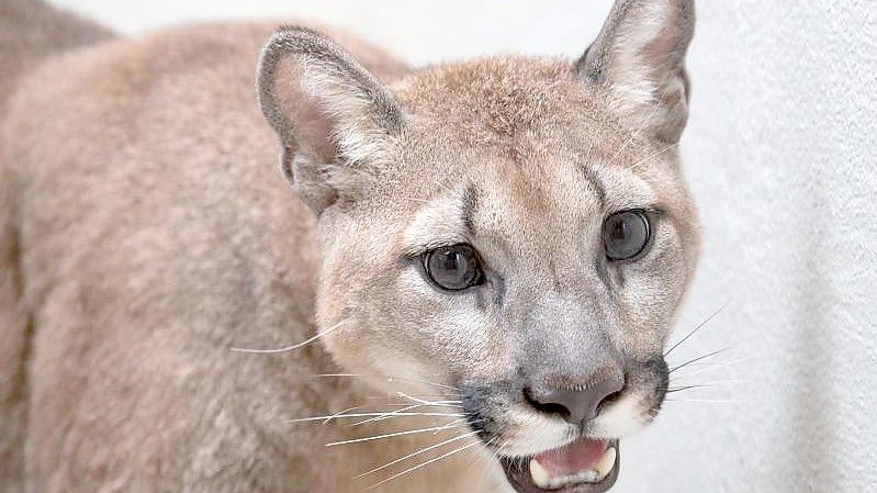 Dieses vom Bronx Zoo zur Verfügung gestellte Foto zeigt einen Puma im Bronx Zoo. Foto: Julie Larsen Mahler/WCS Communications/Bronx Zoo/dpa