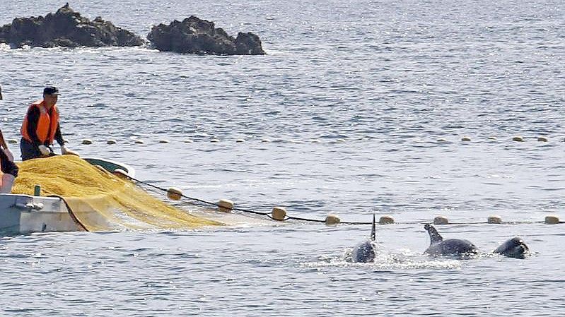 In den Gewässern vor Taiji findet die erste Treibjagd der Saison auf Delfine und andere Kleinwale statt. Foto: -/kyodo/dpa
