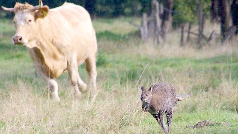 Ein entlaufenes Känguru springt vor einer Kuh über eine Wiese. Foto: Günther Richter/dpa