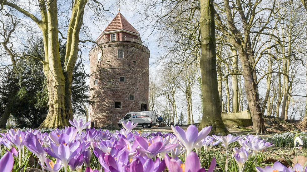 Im Frühjahr war der historische Wehrturm von Krokussen umgeben. Foto: Ortgies
