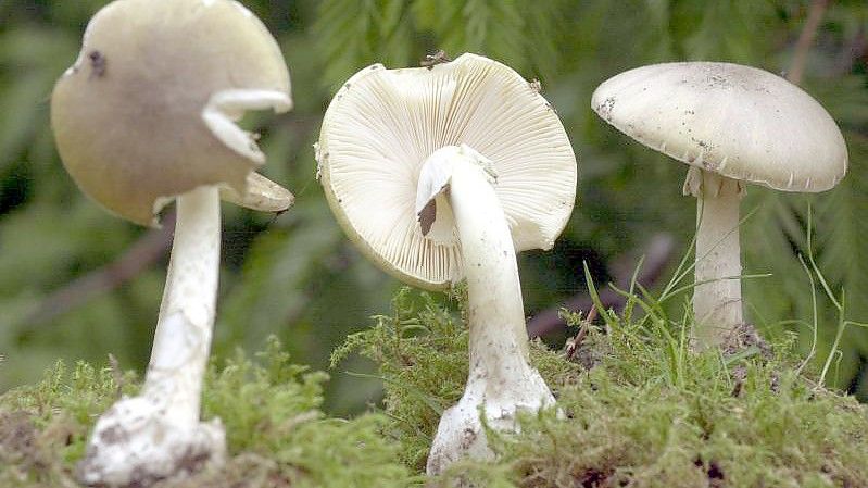 Drei Exemplare des tödlich giftigen Grünen Knollenblätterpilzes. Foto: Bernd Wüstneck/Zentralbild/dpa